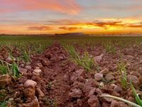 Felder schwarzer Knoblauch in Spanien