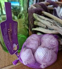 violetter Knoblauch mit Allium Deko