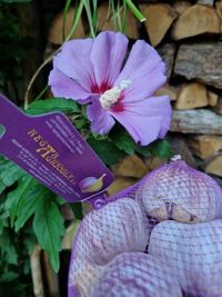 violletter Knoblauch vor frischer Pflanze