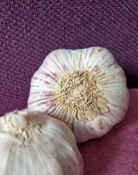 wei&szlig;e violette Knolle Allium Zauber